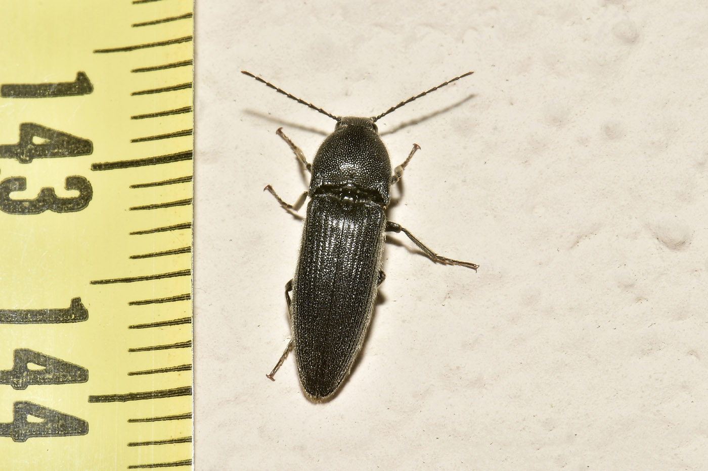 Elateridae: Melanotus sp?